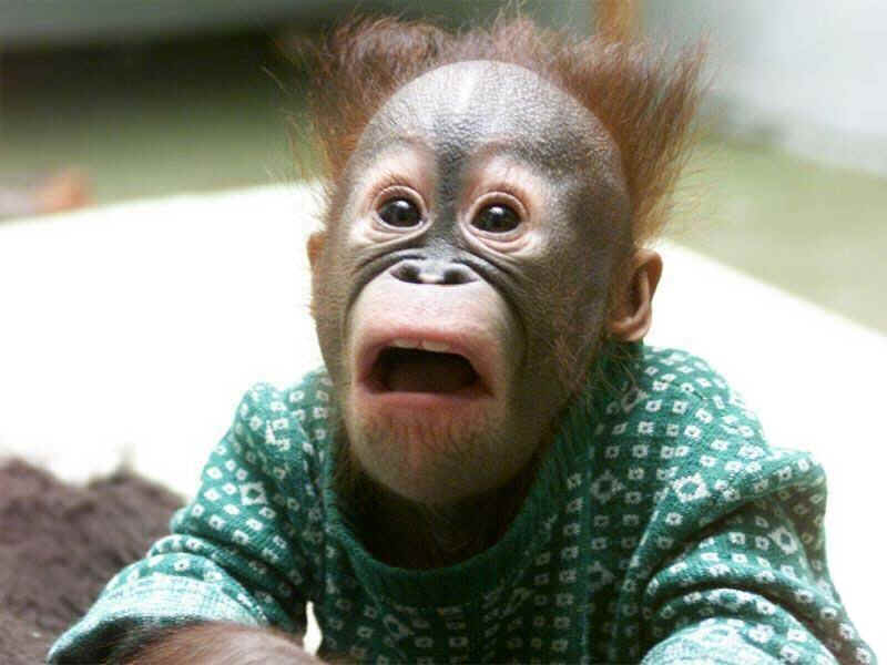 affe.jpg