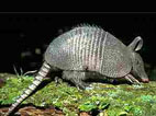 aok_armadillo.jpg