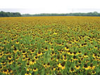 aok_flowerfield.jpg