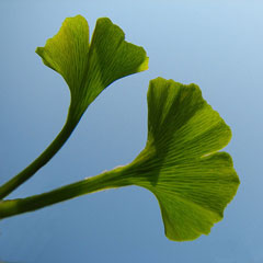 gingko_02.jpg