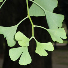 ginko_01.jpg