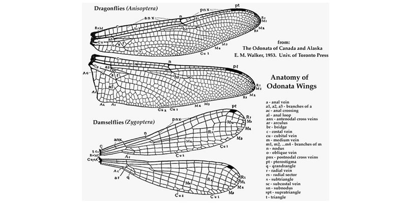 Dragonfly_anat_wing.jpg