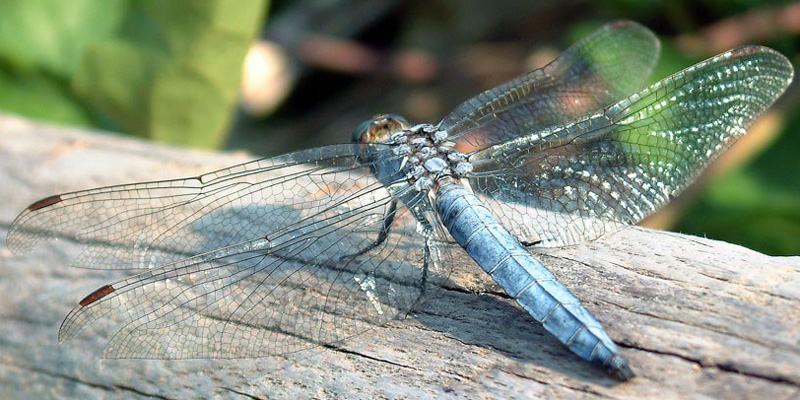Dragonfly_fullsize.jpg