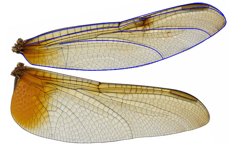 dragonfly_04.jpg