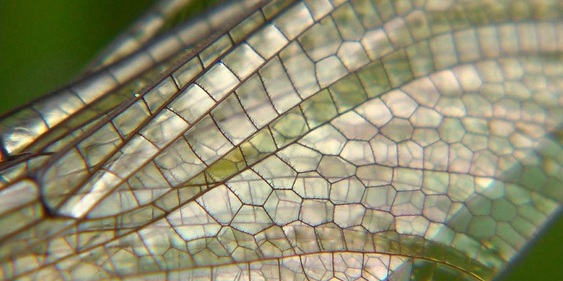 dragonfly_detail.jpg