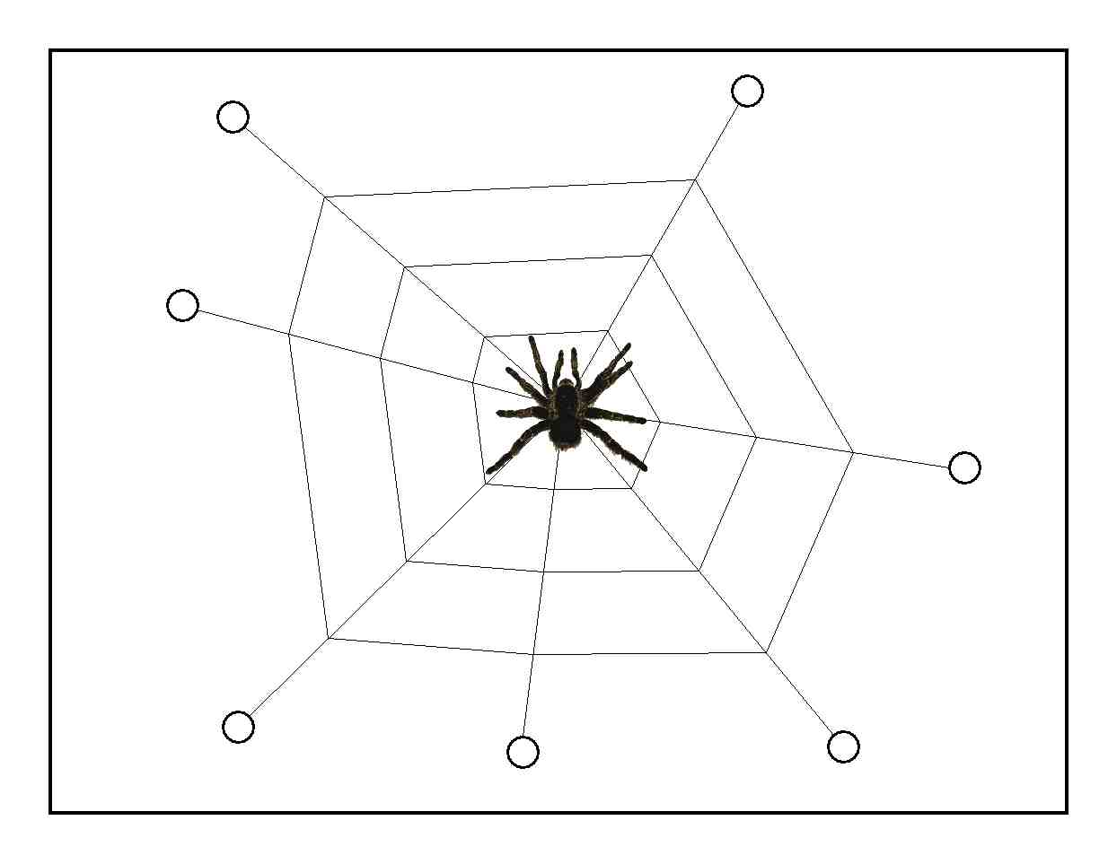 SpiderwebImage.JPG