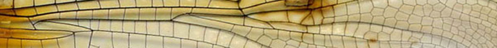 dragonfly_01_preview.jpg