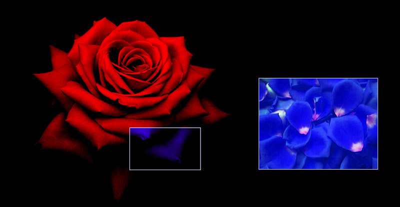 rose.jpg