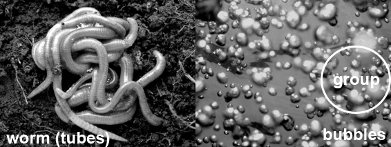 Worms_Bubbles.jpg