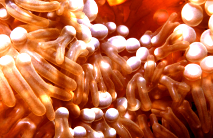 anemone_rot_bubbles_klein.jpg