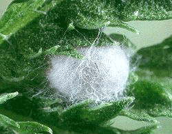 cocoon_baum.gif