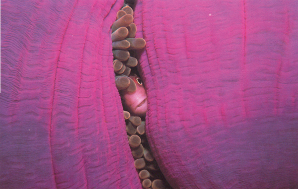 THE_Anemone.jpg
