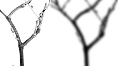 drawgphoto.gif