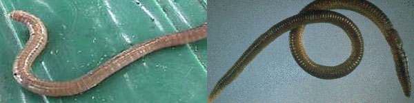 worm03.jpg