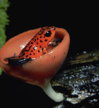 frosch.gif