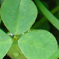 Cloverleaf