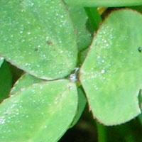 Cloverleaf