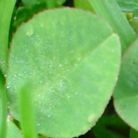 Cloverleaf