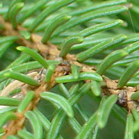 Conifers in the forest