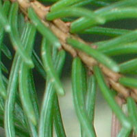 Conifers in the forest