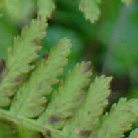 Fern in the forest