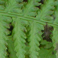 Fern in the forest