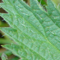Nettle