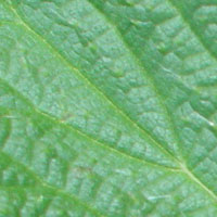 Nettle