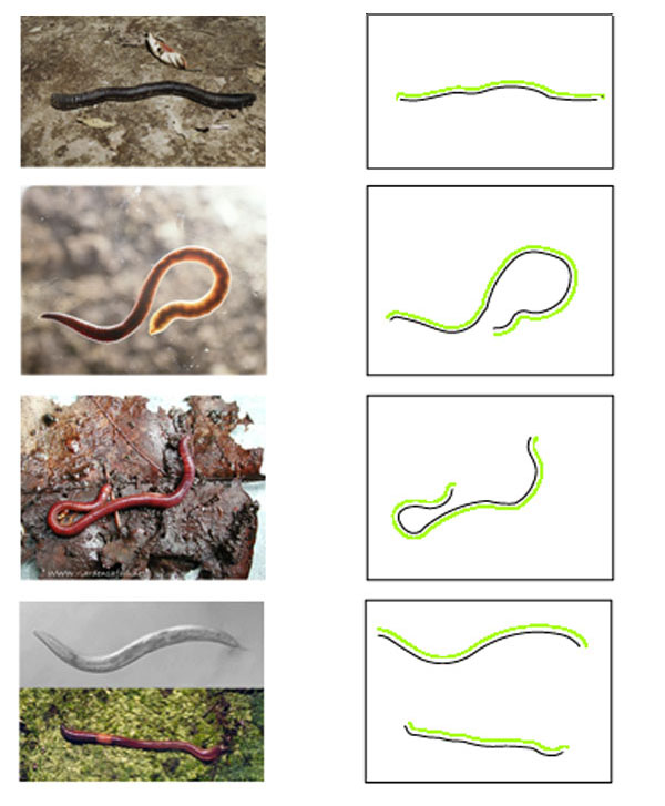 worm00.jpg