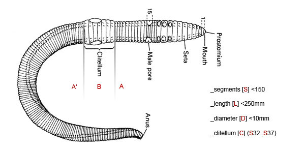 siteworm07.jpg